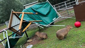 Fallen trees, storm debris damage animal habitats at animal park