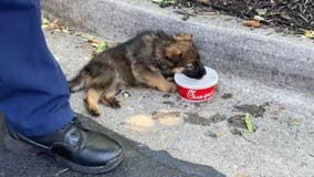 Firefighters rescue tiny puppy from hot car in Decatur