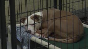 Hundreds of dogs in need of foster and forever homes in DeKalb County