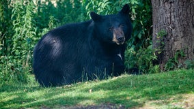 Johns Creek homeowner surprised by bear on back porch