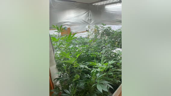 More than 500 marijuana plants found in Sandy Springs home
