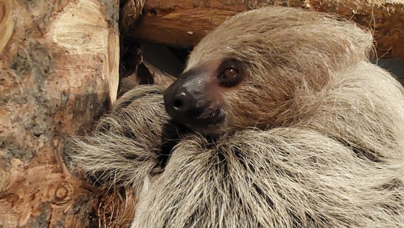 Fernbank exhibit highlights slowness in the animal kingdom
