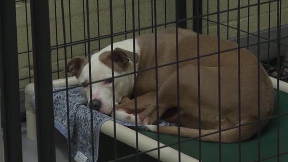 Hundreds of dogs in need of foster and forever homes in DeKalb County