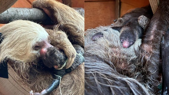 Zoo Atlanta welcomes new baby two-toed sloth on Father's Day
