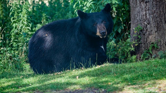 Johns Creek homeowner surprised by bear on back porch