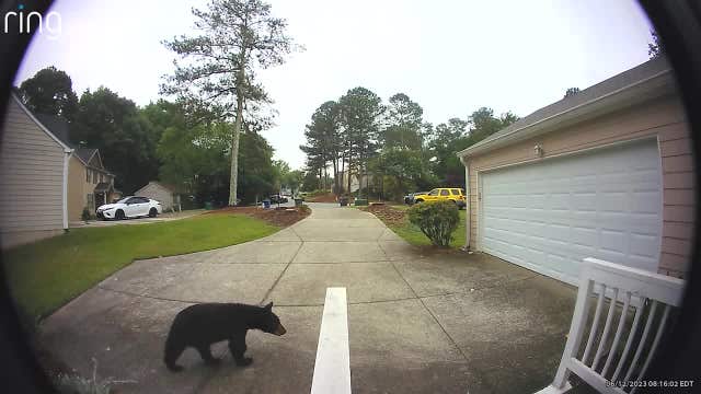 What to do if you encounter a bear and why so many are being sighted right now