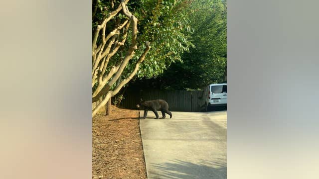 Stay away from black bear, Roswell Police warns residents