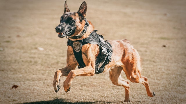 Cobb County police release description of alert system after K9 dies in hot patrol car
