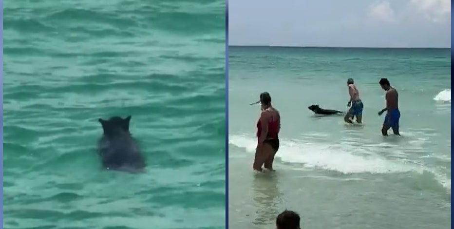 Shocking video of black bear swimming at Florida beach baffles sunbathers