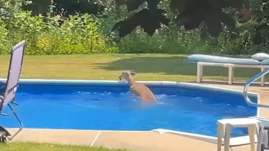Watch: Deer jumps into pool after wreaking havoc inside New Jersey