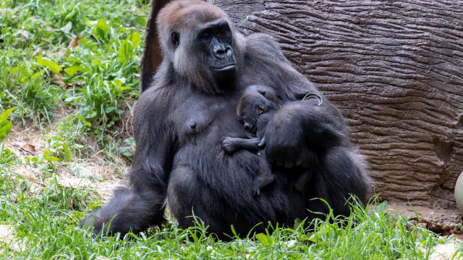 Zoo Atlanta To Honor Famous Gorilla's Legacy On Father's Day | FOX 5 ...