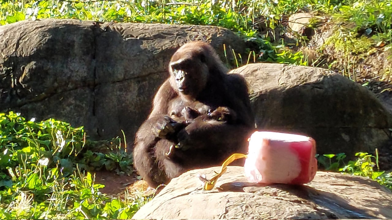Gorillas take center stage in summer adventures at Zoo Atlanta
