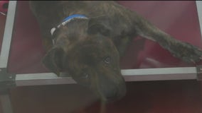 Urgent call for pet adoptions, fostering as pet shelters are forced to euthanize animals