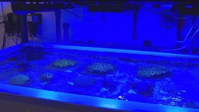 Georgia Aquarium works to help restore coral reefs