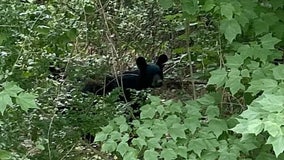 'Guess who's back?': Black bear spotted again in Roswell neighborhood