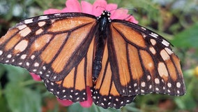 Summer brings the butterflies back to Chattahoochee Nature Center