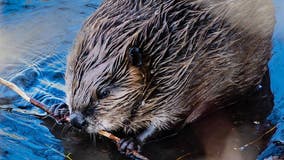 Rabid beaver bites swimmer at Lake Lanier