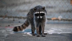 Rabid raccoon captured in Forsyth County, at least one dog exposed