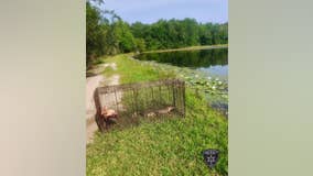 2 alligators removed from pond close to humans in Bibb County