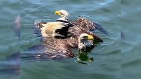 Minnesota deputies save fighting eagles stuck together in lake