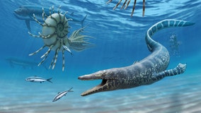 Fossil of 94-million-year-old sea creature found in Utah