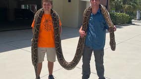 'It was a fight': Wild video shows trio capturing longest Burmese python ever recorded in Florida