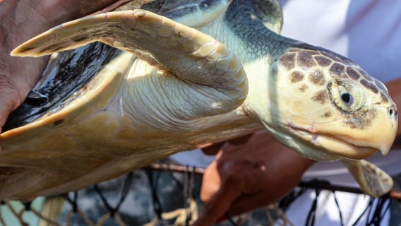 DNR officials rescue sea turtle caught by hook on Tybee Island pier