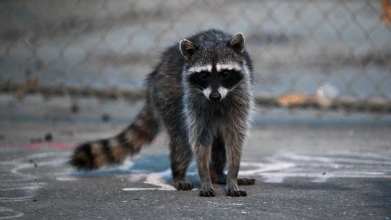 Rabid raccoon attacks dog in Lilburn, according to Gwinnett County