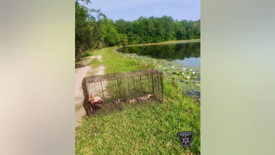 2 alligators removed from pond close to humans in Bibb County