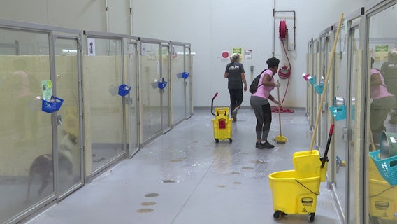 Flooded Midtown animal shelter needs temporary homes for dogs
