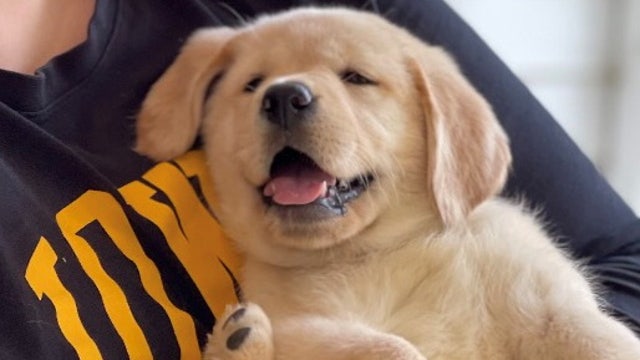 Meet Mae: FOX 5 fostering puppy to become future service dog