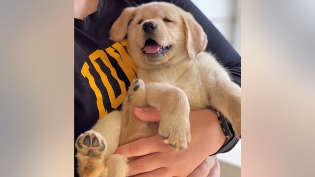 How to protect your pets during hurricanes, severe weather