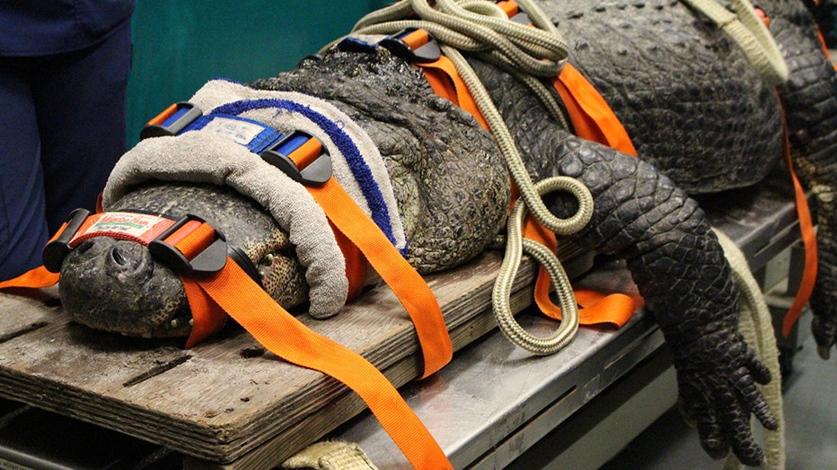 Brooke-alligator1.jpg