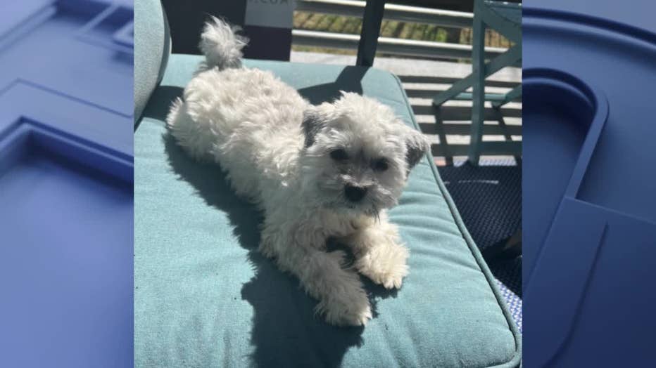Murphy the dog