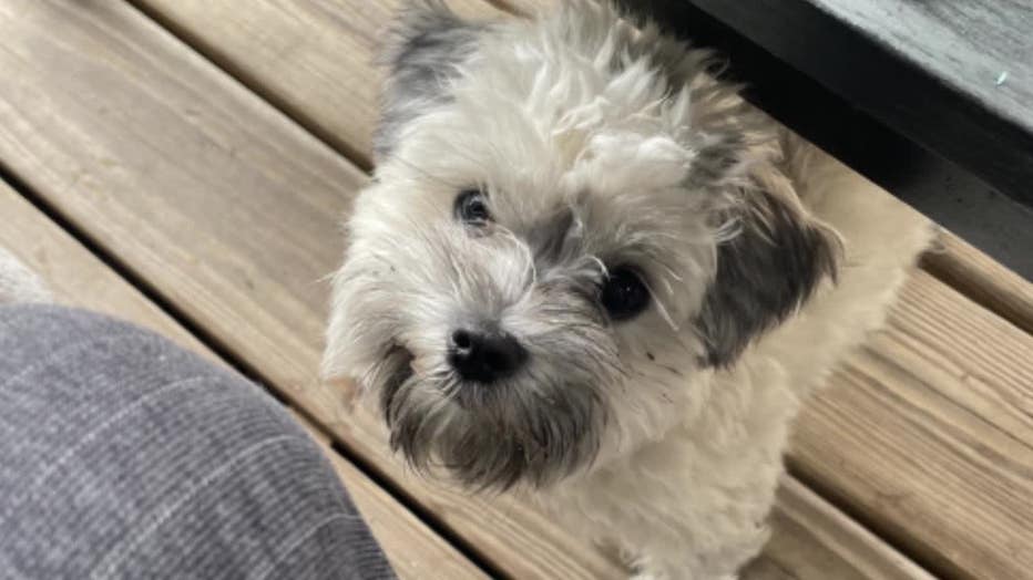 Murphy the dog