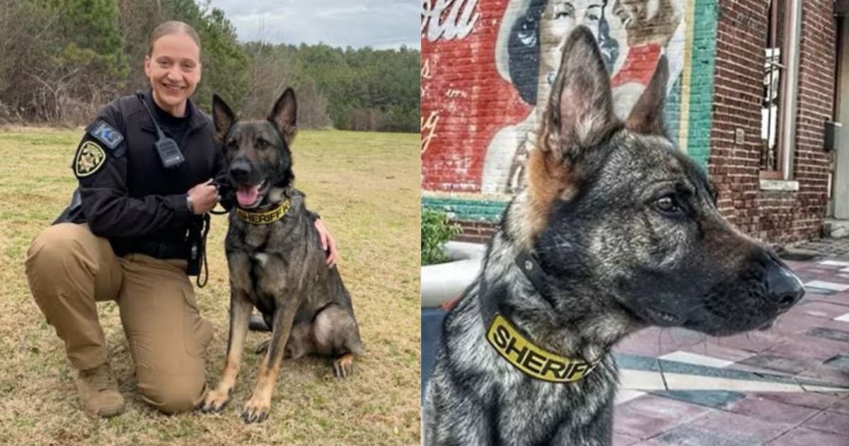 Cobb County K-9 officer dies of cancer, memorial scheduled | FOX 5 Atlanta