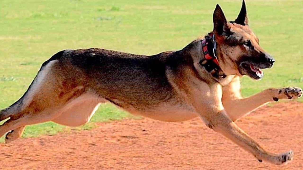 K9 shot in Coweta County after highspeed chase on Friday identified K9 shot in Coweta County after highspeed chase on Friday identified