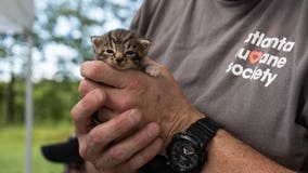 Nearly 100 animals rescued from 'horrendous conditions' on northwest Georgia property