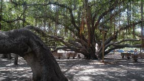 Maui fires: Did Lahaina's historic banyan tree survive?