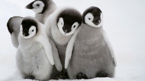 Loss of Antarctic ice hurting survival of emperor penguin chicks, study says