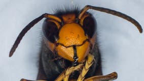 'Significant threat': Invasive species of hornets spotted in Georgia for the 1st time