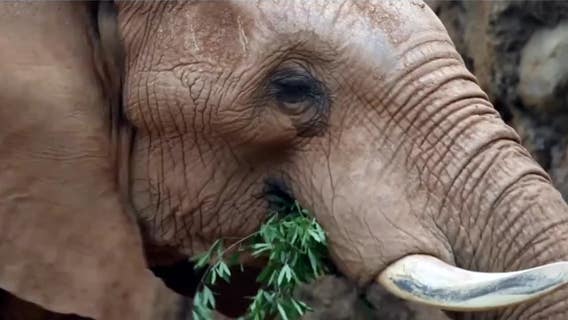 Unique partnership between Zoo Atlanta, Georgia Power is 'ultimate recycling'