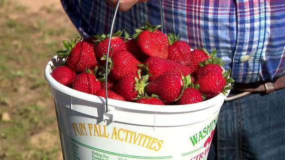 Popular berry-picking farm holds ticketholders responsible for accidents, even if the farm is 'negligent'