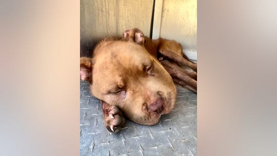 LaGrange police looking for person(s) responsible for severe abuse of dog