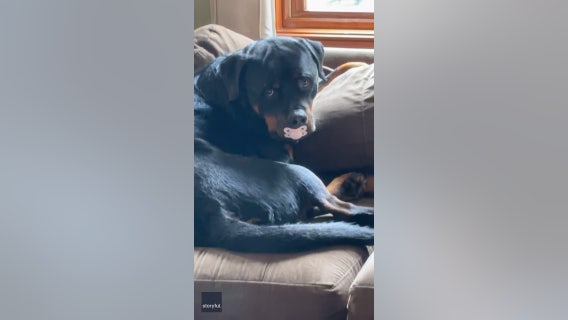 Rottweiler caught with baby's missing pacifier