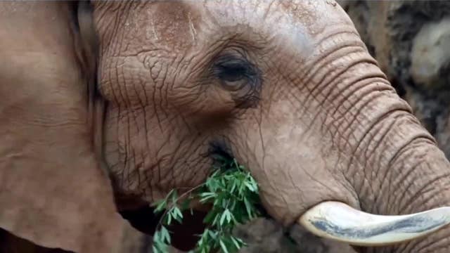 Unique partnership between Zoo Atlanta, Georgia Power is 'ultimate recycling'