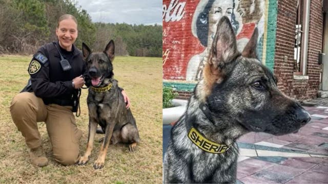 Cobb County K-9 officer dies of cancer, memorial scheduled