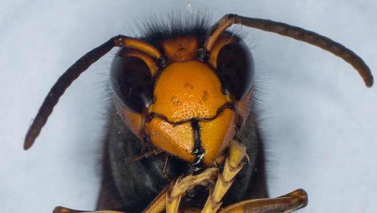 Significant threat Invasive species of hornets spotted in