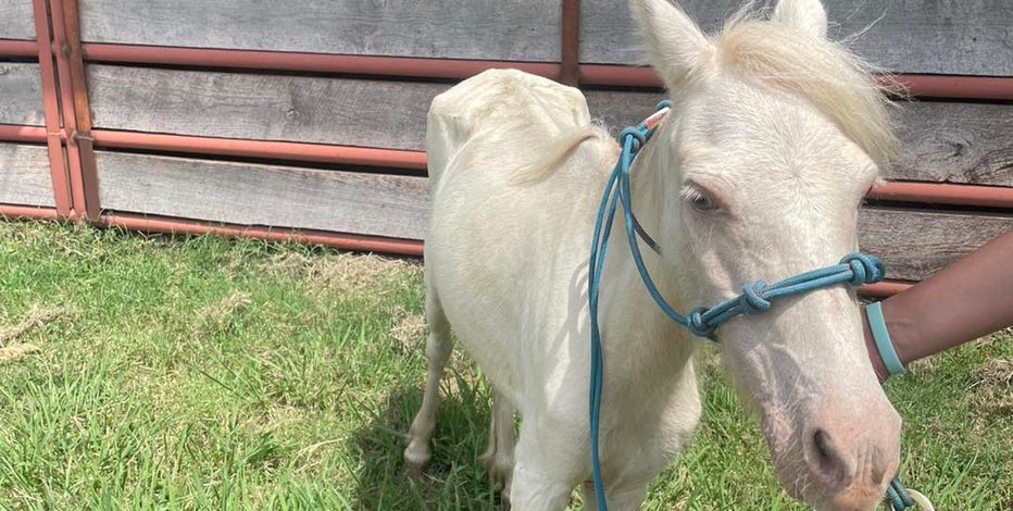 71 malnourished animals, some pregnant with 'high parasite load,' rescued in Oklahoma cruelty case