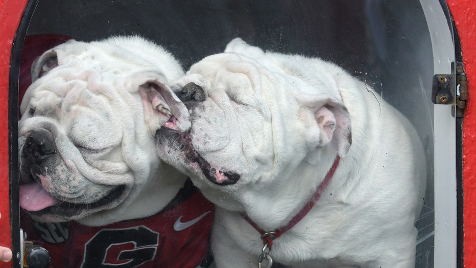 UGA Georgia Bulldogs Dog Jersey – The Red Zone- Athens, GA